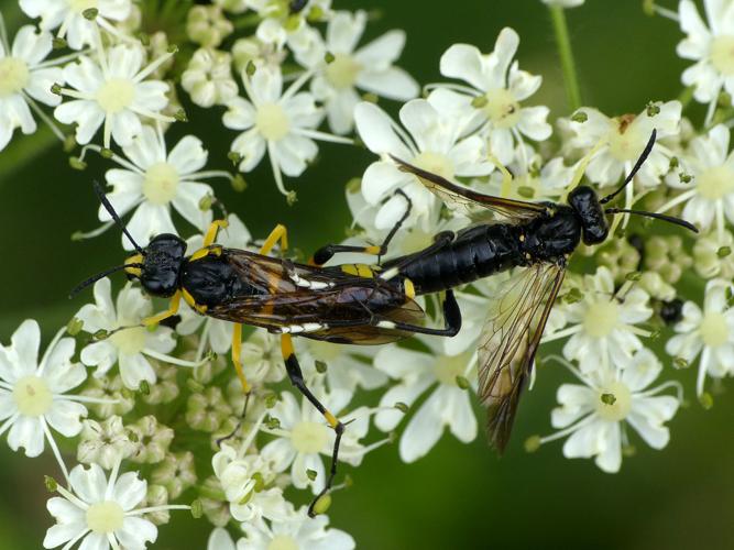 Mouche-à-scie à trois bandes jaunes  (Macrophya montana), accouplement © Morvan Debroize