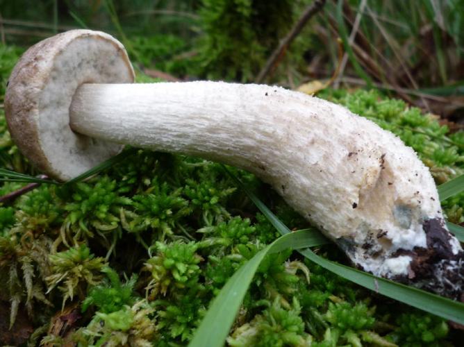 Bolet rude gris-brun (Leccinum brunneogriseolum) © Abbaye de la Trappe