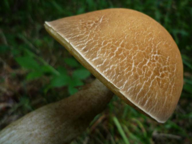 Bolet craquelé (Leccinum crocipodium) © Abbaye de la Trappe