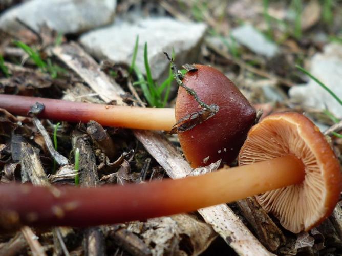 Phaeocollybia jennyae © Abbaye de la Trappe