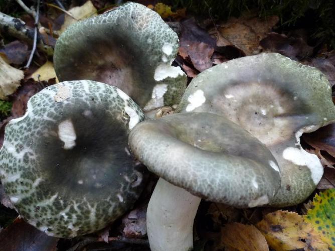 Russule crevassée (Russula cutefracta) © Abbaye de la Trappe