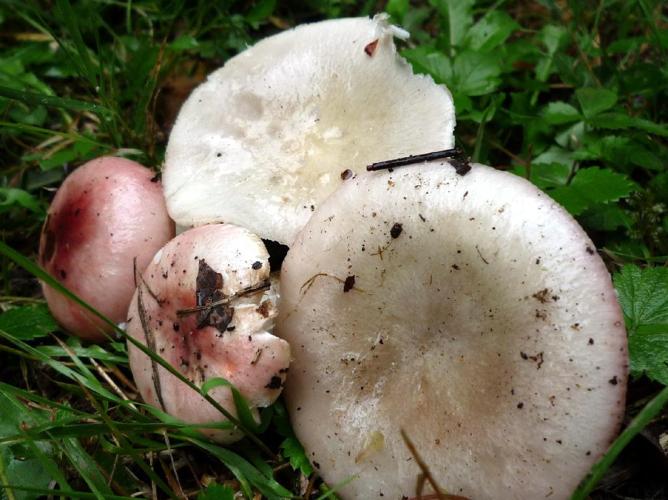 Russule pâlissante (Russula exalbicans) © Abbaye de la Trappe