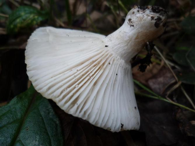 Russule faux-lactaire à sporée crème (Russula pallidospora) © Abbaye de la Trappe