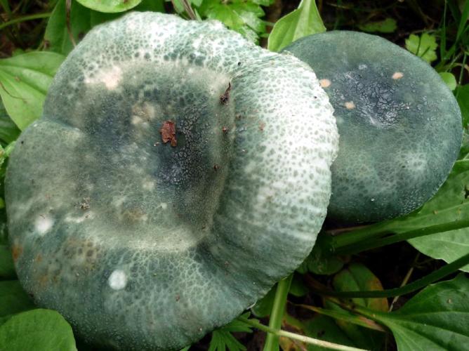 Palomet (Russula virescens) © Abbaye de la Trappe