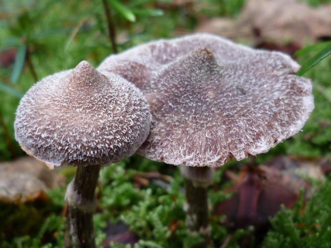 Cortinarius flexipes © Abbaye de la Trappe