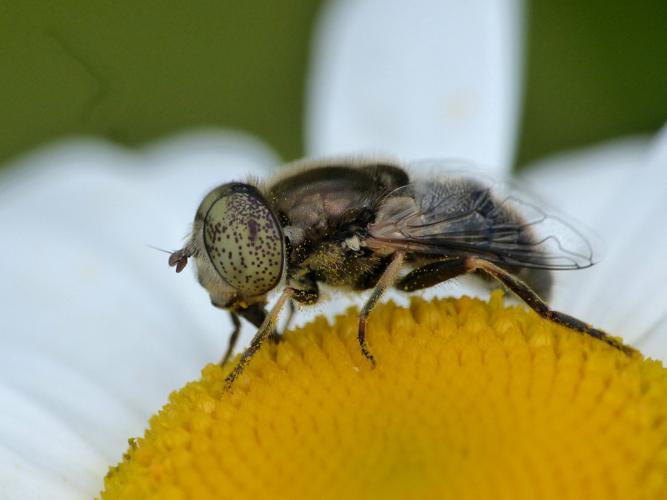 Eristale bronzée (Eristalinus aeneus) © Morvan Debroize