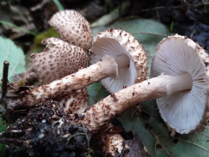 Lépiote hérissée (Echinoderma echinaceum) © Abbaye de la Trappe