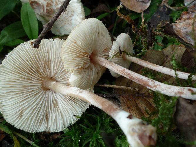 Lepiota apatelia © Abbaye de la Trappe