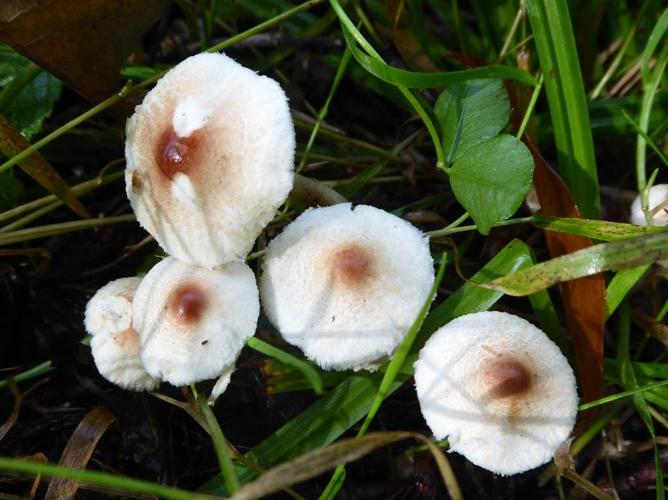 Lépiote crêtée (Lepiota cristata) © Abbaye de la Trappe