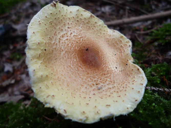 Lepiota magnispora © Abbaye de la Trappe