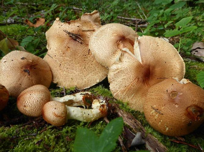 Lepiota ochraceofulva © Abbaye de la Trappe