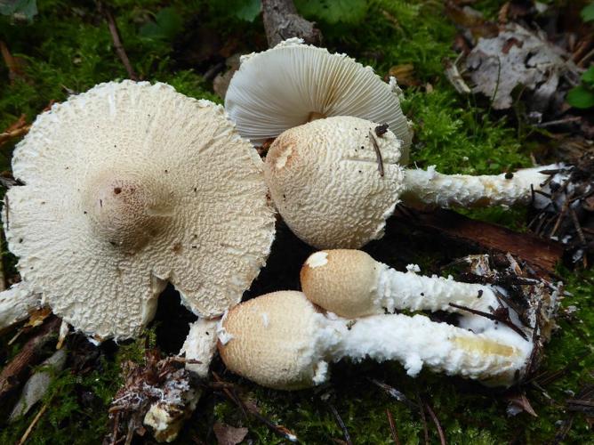 Lepiota ochraceosulfurescens © Abbaye de la Trappe