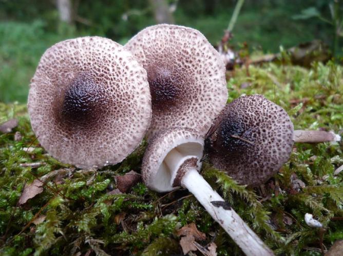 Lepiota pseudohelveola © Abbaye de la Trappe