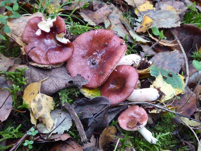 Russule brillante des bouleaux (Russula nitida) © Abbaye de la Trappe