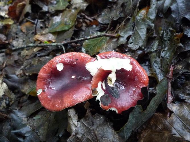 Russule polychrome (Russula poikilochroa) © Abbaye de la Trappe