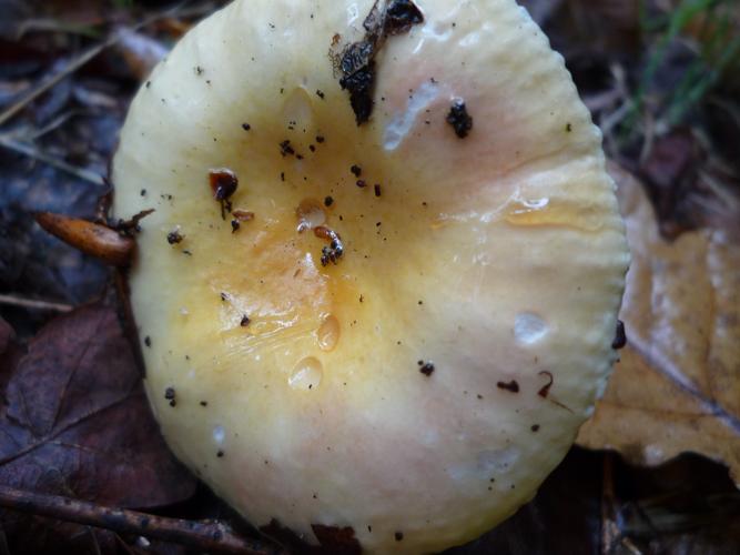 Russule caméléon (Russula risigallina) © Abbaye de la Trappe