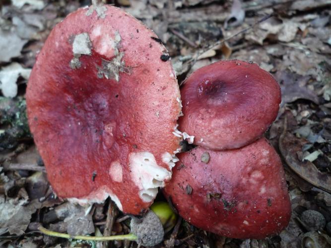 Russule sanguine (Russula sanguinaria) © Abbaye de la Trappe