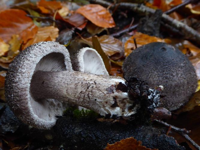 Tricholoma squarrulosum © Abbaye de la Trappe