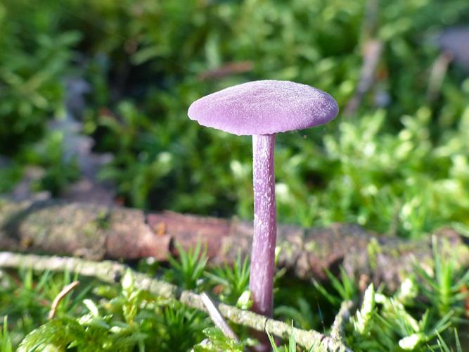 Laccaire améthyste (Laccaria amethystina) © Morvan Debroize