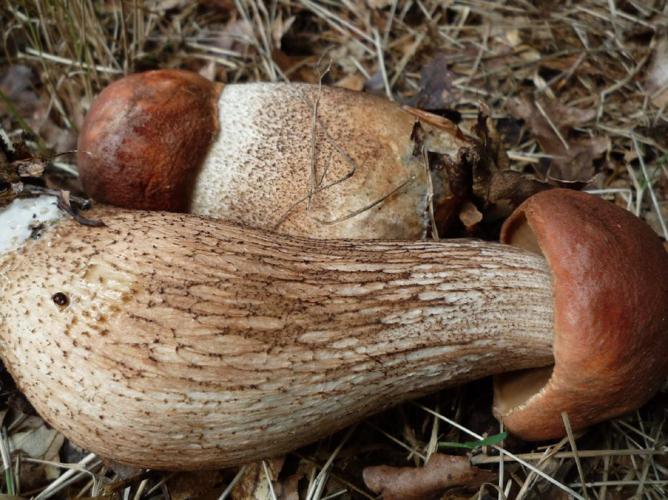 Bolet orangé (Leccinum aurantiacum) © Abbaye de la Trappe