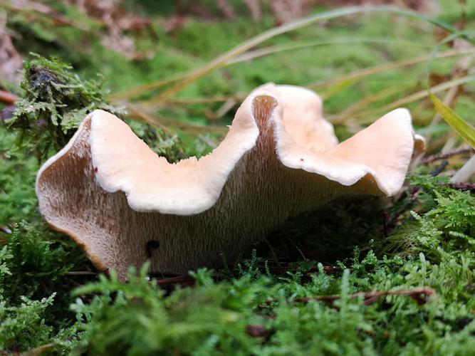 Pied-de-mouton (Hydnum repandum) © Léa Berthet