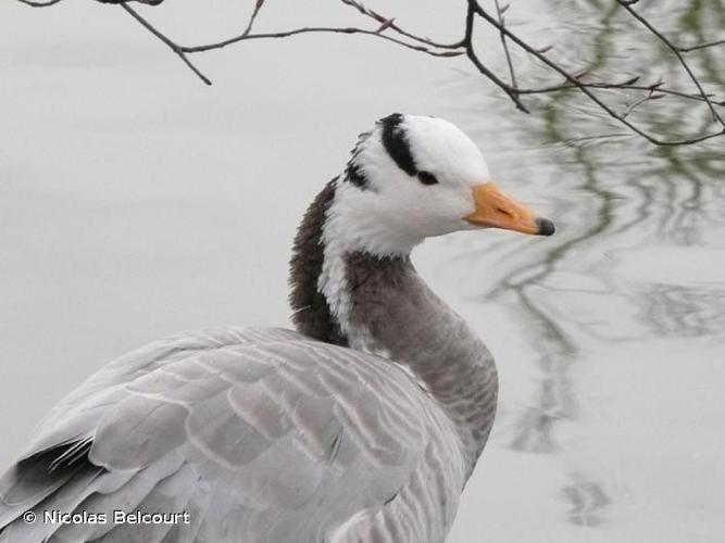 Oie à tête barrée (Anser indicus) © Nicolas Belcourt