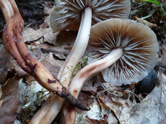 Souchette (Collybia fusipes) © Abbaye de la Trappe