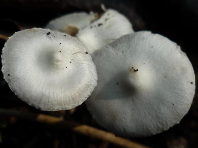 Inocybe à lames couleur de terre (Inocybe geophylla) © Abbaye de la Trappe