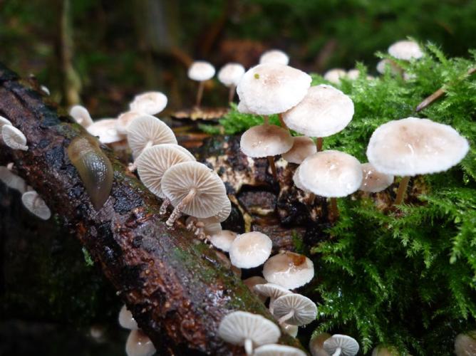 Marasmiellus ramealis © Abbaye de la Trappe