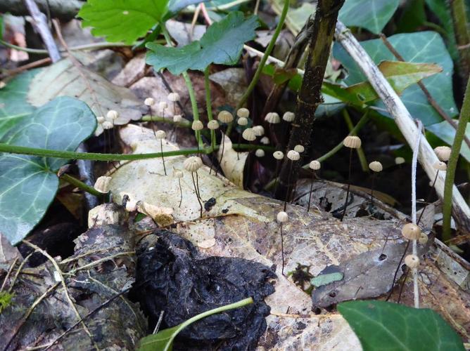 Marasmius bulliardii © Abbaye de la Trappe