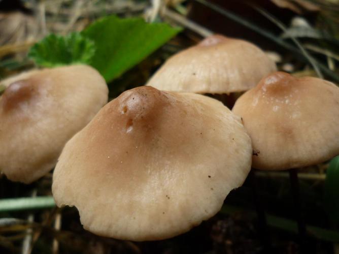 Marasmius cohaerens © Abbaye de la Trappe