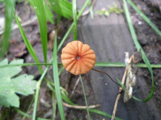 Marasmius curreyi © Abbaye de la Trappe