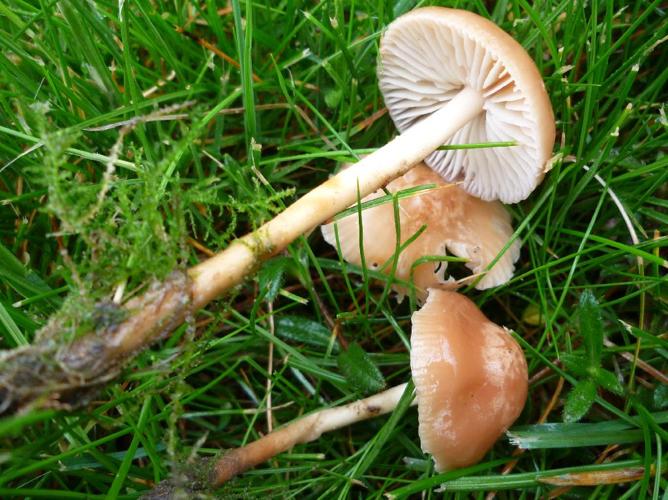 Faux mousseron (Marasmius oreades) © Abbaye de la Trappe