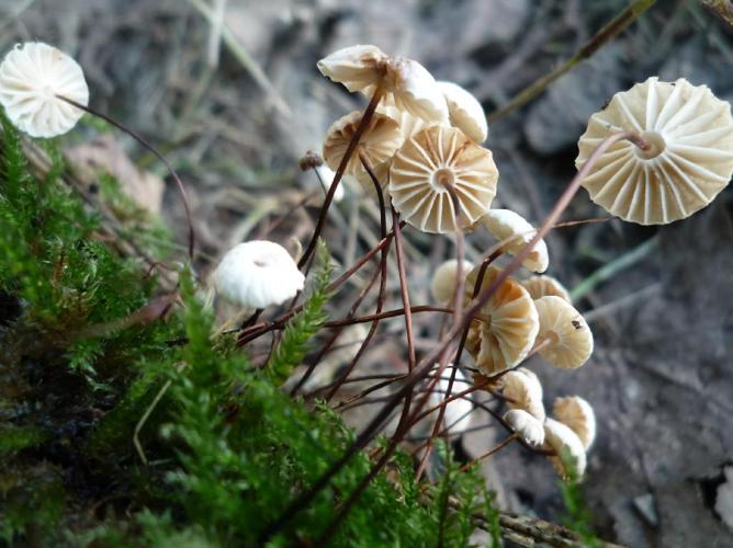 Marasme petite roue (Marasmius rotula) © Abbaye de la Trappe