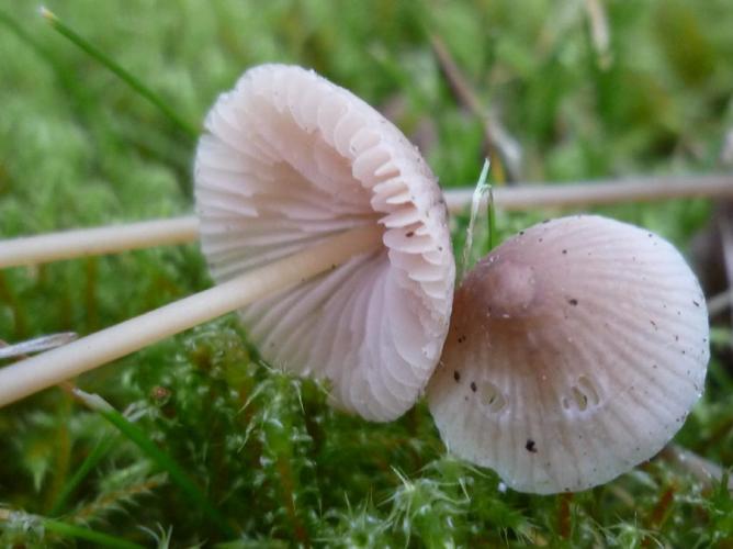 Mycena metata © Abbaye de la Trappe