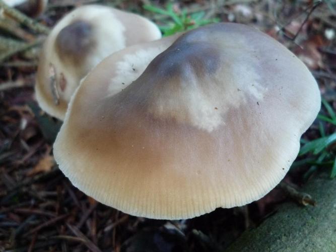 Collybie beurrée (Rhodocollybia butyracea) © Abbaye de la Trappe