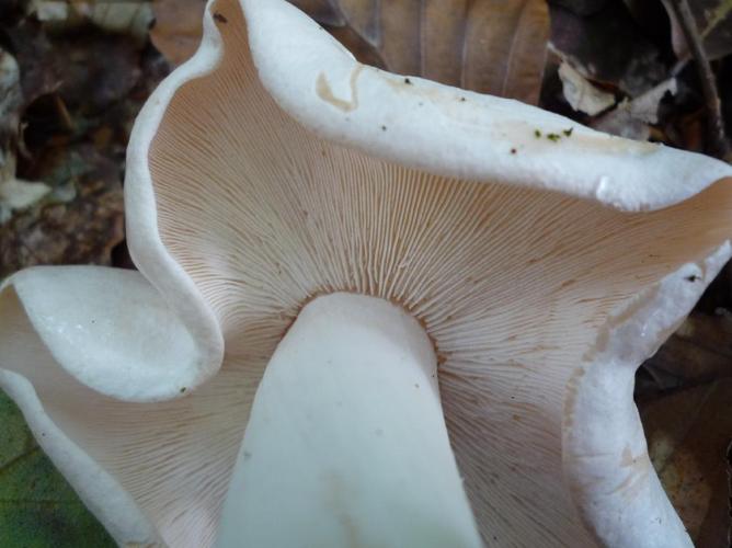 Collybie maculée (Collybia maculata) © Abbaye de la Trappe