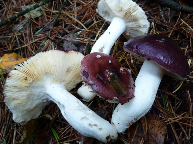 Russule mamelonnée (Russula amara) © Abbaye de la Trappe