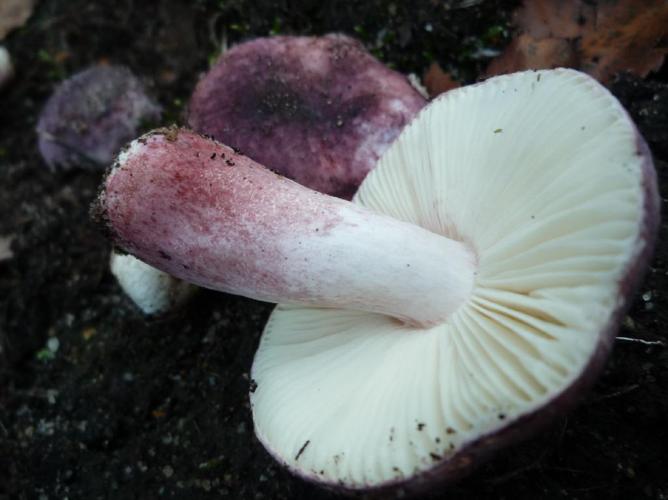 Russule veloutée (Russula amoena) © Abbaye de la Trappe