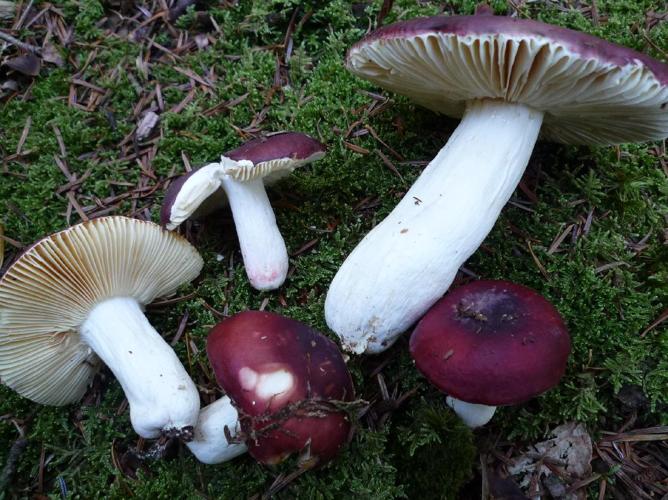 Russule perfide (Russula badia) © Abbaye de la Trappe