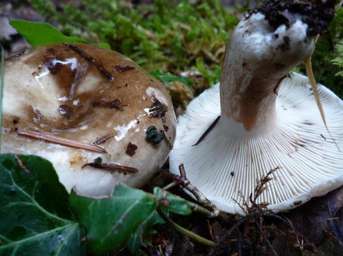 Russula densifolia (Russula densifolia) © Abbaye de la Trappe