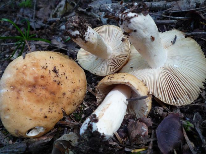 Russule de fiel (Russula fellea) © Abbaye de la Trappe