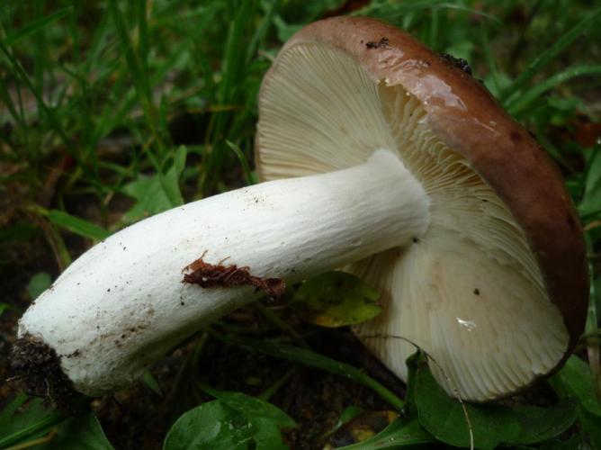 Russule des épicéas (Russula integra) © Abbaye de la Trappe