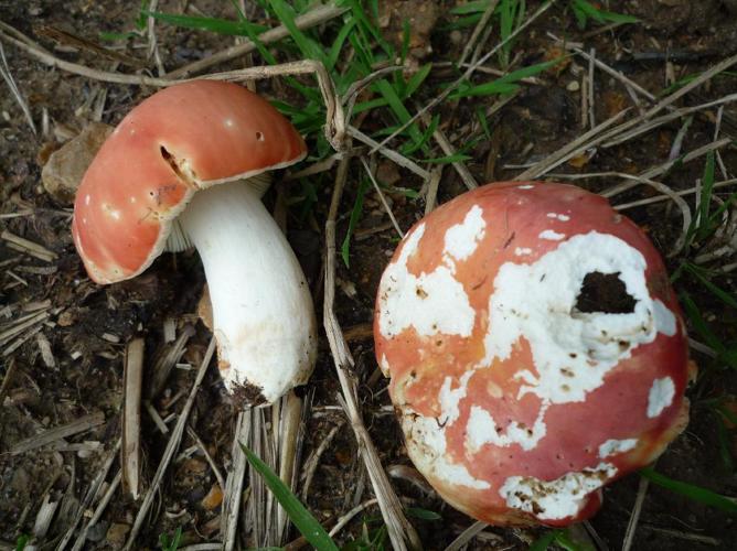 Russule jolie (Russula lepida) © Abbaye de la Trappe