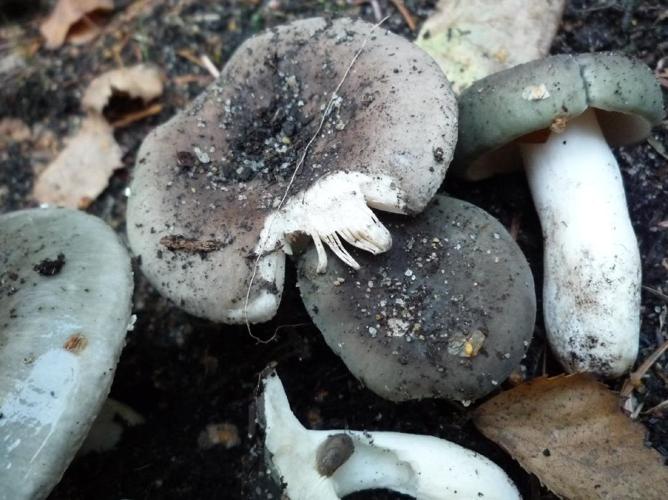 Russule bleu-vert (Russula parazurea) © Abbaye de la Trappe