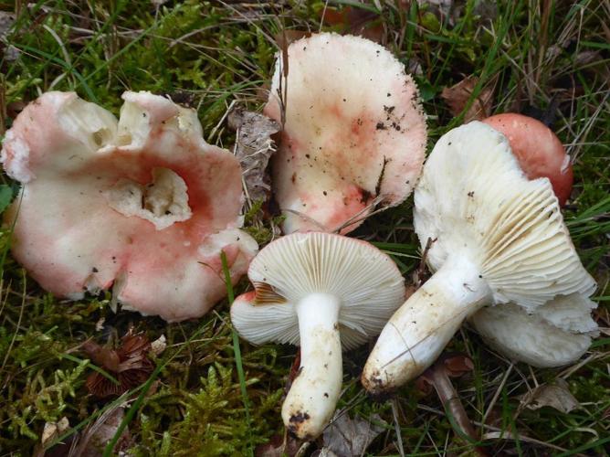 Russule couleur de pêche (Russula persicina) © Abbaye de la Trappe