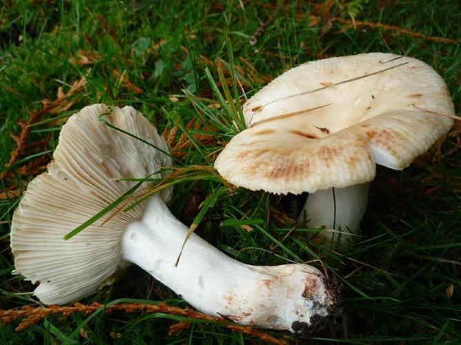 Russule à odeur de baudruche (Russula praetervisa) © Abbaye de la Trappe