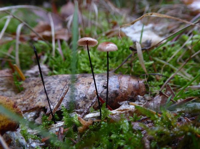 Gymnopus androsaceus © Abbaye de la Trappe