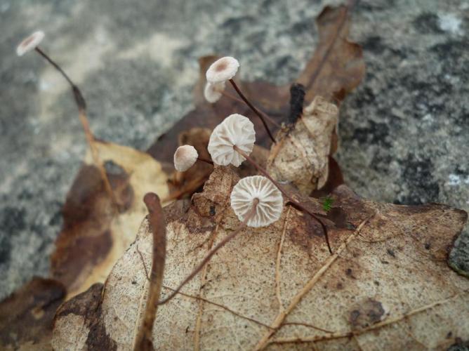 Setulipes quercophilus © Abbaye de la Trappe