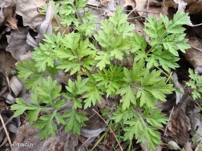 Armoise des Frères Verlot (Artemisia verlotiorum) © H. TINGUY